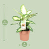 Dieffenbachie – Dieffenbachia Camilla – ↕ 45 cm – Ø 17 cm