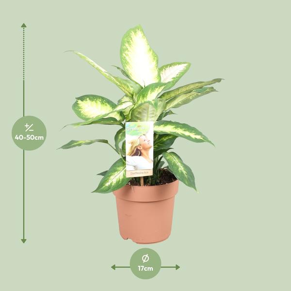 Dieffenbachie – Dieffenbachia Camilla – ↕ 45 cm – Ø 17 cm