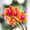 Nachtfalterorchidee - 2x Phalaenopsis orange - KOMBI ANGEBOT - Ø 12 cm