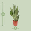 Sansevieria Moonshine - ↕ 60 cm - Ø 17 cm