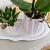 Nachtfalterorchideerosa – Phalaenopsis Orchidee – Portugal – ↕ ca. 35–45 cm – Ø 9 cm | Painted Stripe-Topf Rosa