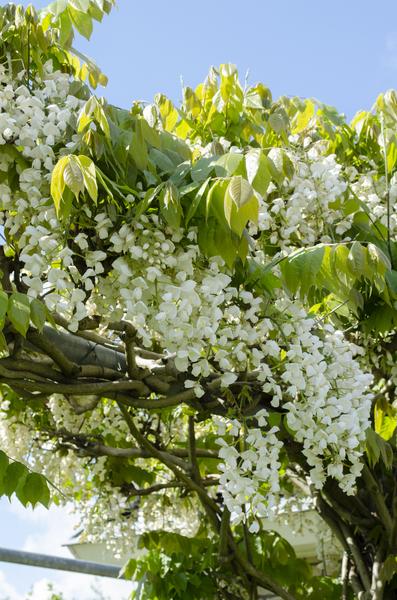 Blauregen – Wisteria floribunda Longissima Alba – ↕ 65 cm – Ø 15 cm