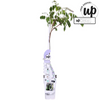 Blauregen – Wisteria sinensis Caroline – ↕ 65 cm – Ø 15 cm