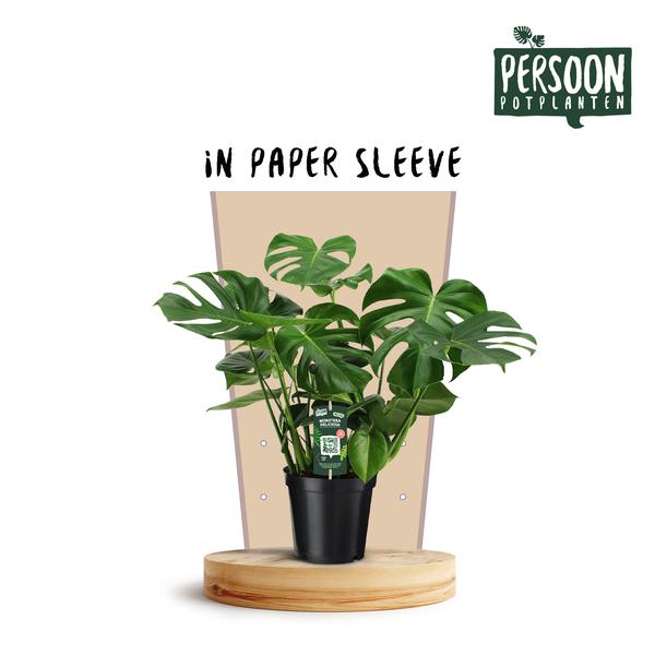 Fensterblatt - Monstera Deliciosa - ↕ 75 cm - Ø 21 cm