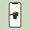 Philodendron Micans - ↕ 15 cm - Ø 12 cm