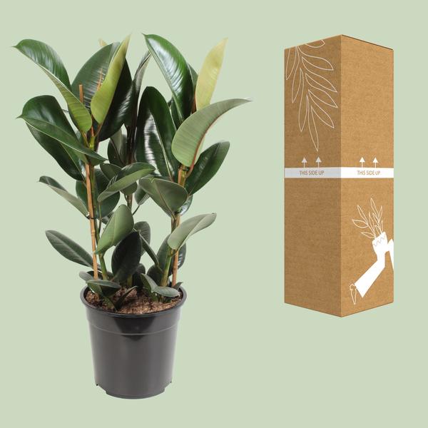 Gummibaum - Ficus Elastica Robusta - ↕ 85 cm - Ø 27 cm