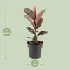 Gummibaum - Ficus Elastica Belize - ↕ 55 cm - Ø 17 cm