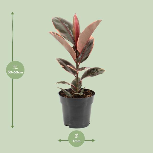 Gummibaum - Ficus Elastica Belize - ↕ 55 cm - Ø 17 cm