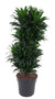 Dracaena - Dracaena Compacta - ↕ 130 cm - Ø 27 cm