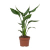 Strelitzia Reginae - ↕ 35 cm - Ø 12 cm