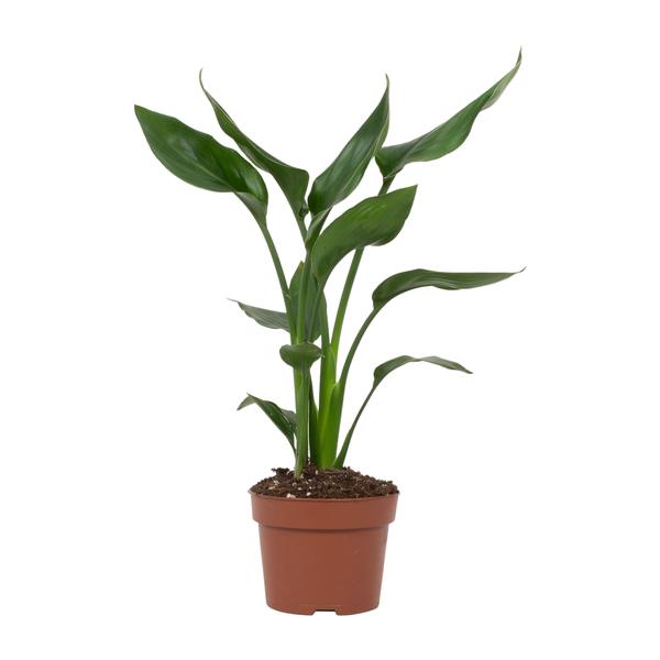 Strelitzia Reginae - ↕ 35 cm - Ø 12 cm