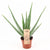 Aloe - Aloe Vera Outdoor - ↕ 45 cm - ø 14 cm