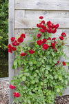 3x Kletterrose – Rosa Crazy in Love 'Red' – ↕ 65 cm – Ø 15 cm