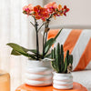 Nachtfalterorchidee orange – Phalaenopsis Orchidee – Mineral Bolzano – ↕ ca. 35–45 cm – Ø 9 cm | Bubble-Topf Weiß
