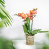 4x Nachtfalterorchidee orange – Phalaenopsis Orchidee – Bozen – Ø 9 cm – COMBI DEAL