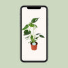 Fensterblatt - Monstera Deliciosa - ↕ 45 cm - Ø 14 cm