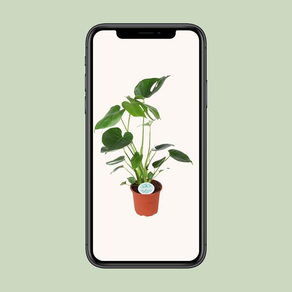 Fensterblatt - Monstera Deliciosa - ↕ 45 cm - Ø 14 cm