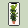 Geigen-Feige - Ficus Lyrata - ↕ 100 cm - Ø 21 cm