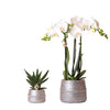 Nachtfalterorchidee - Phalaenopsis - ↕ 35–45 cm - Ø 9 cm | 2er-Set Groove silber in silbernen Keramiktöpfen