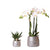 Nachtfalterorchidee - Phalaenopsis - ↕ 35–45 cm - Ø 9 cm | 2er-Set Groove silber in silbernen Keramiktöpfen
