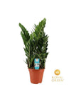 Glücksfeder - Zamioculcas- ↕ 75 cm - Ø 21 cm