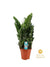 Glücksfeder - Zamioculcas- ↕ 75 cm - Ø 21 cm