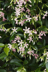 2x Sternjasmin – Trachelospermum 'Star of Ibiza' – ↕ 65 cm – Ø 15 cm