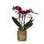 Nachtfalterorchidee - Phalaenopsis lila - ↕ 35 cm - Ø 9 cm | im goldenen Diamant-Dekotopf