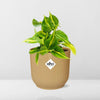 Philodendron Scandens Brasil - ↕ ca. 20 cm - Ø 14 cm | ELHO Vibes Fold Übertopf gelb