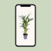 Kentia-Palme – Howea Forsteriana – ↕ 75 cm – Ø 17 cm