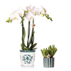 Nachtfalterorchidee & Sukkulente - ↕ 40 cm - Ø 9 cm | 2er-Set: Amabilis im Malaga-Topf & grüne Sukkulente im Painted Stripe-Topf Ø 9 cm & Ø 6 cm