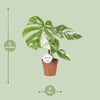Fensterblatt - Monstera Deliciosa Variegata - ↕ 45 cm - Ø 15 cm