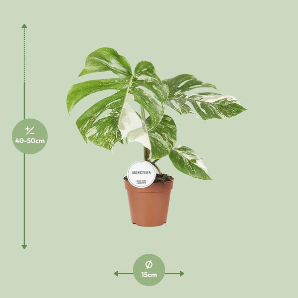 Fensterblatt - Monstera Deliciosa Variegata - ↕ 45 cm - Ø 15 cm