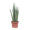 Sukkulenten-Set – Aloe vera, Bogenhanf & Wolfsmilch mit Übertöpfen – im Set enthalten: Bogenhanf ‚Mikado‘ – Sansevieria