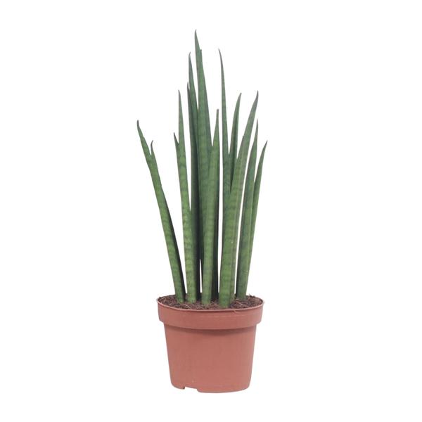 Sukkulenten-Set – Aloe vera, Bogenhanf & Wolfsmilch mit Übertöpfen – im Set enthalten: Bogenhanf ‚Mikado‘ – Sansevieria