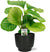 Korbmaranthe - Calathea Orbifolia - ↕ 50 cm - Ø 14 cm | Potenza Übertopf schwarz – ↕ 13 cm – Ø 15 cm