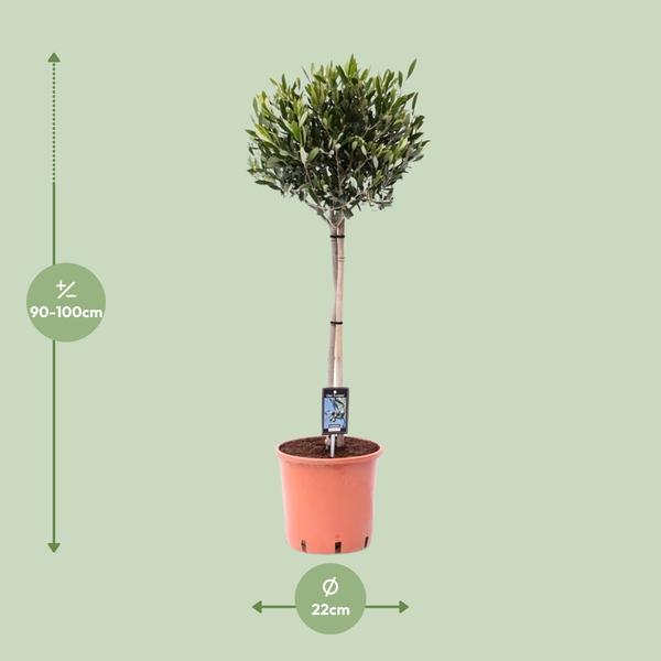 Olivenbaum – Olea europaea – ↕ 100 cm – Ø 22 cm