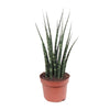 Sansevieria Fernwood Mikado - ↕ 40 cm - Ø 12 cm
