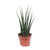 Sansevieria Fernwood Mikado - ↕ 40 cm - Ø 12 cm