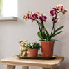Nachtfalterorchidee & Rhipsalis - ↕ ca. 35 cm - Ø 9 cm | 2er-Set in Gelb-Rot auf Goldtablett