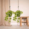 2x Efeutute – Epipremnum Golden Pothos (Scindapsus) – ↕ 25 cm – Ø 15 cm