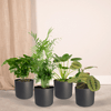4x Tierfreundliche Zimmerpflanzen – ↕ 20–40 cm – Ø 12 cm