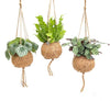 3x Kokodama Jungle Mix - ↕ 28 cm - Ø 17 cm | im Kokos-Hängetopf