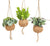 3x Kokodama Jungle Mix - ↕ 28 cm - Ø 17 cm | im Kokos-Hängetopf