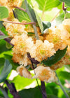 3x Kiwi – Actinidia deliciosa 'Jenny' – ↕ 45 cm – Ø 13 cm