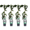 Waldrebe – Clematis armandii – 4 Stück – ↕ 65 cm – Ø 15 cm