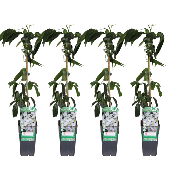 Waldrebe – Clematis armandii – 4 Stück – ↕ 65 cm – Ø 15 cm