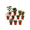 10x Sukkulenten - Mix – ↕ 7 cm – Ø 5,5 cm