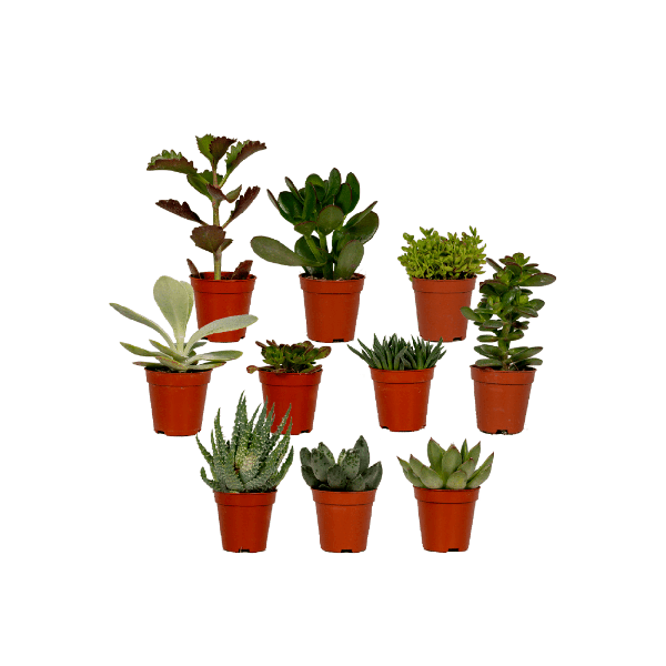 10x Sukkulenten - Mix – ↕ 7 cm – Ø 5,5 cm