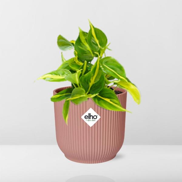 Philodendron Scandens Brasil - ↕ ca. 20 cm - Ø 14 cm | ELHO Vibes Fold Übertopf rosa